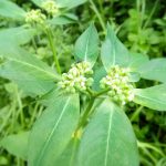 Erbe officinali contro la stitichezza
