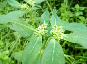 Erbe officinali contro la stitichezza