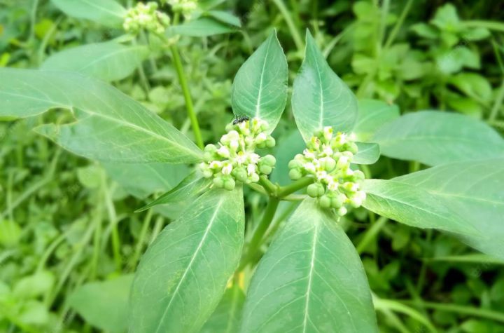 Erbe officinali contro la stitichezza